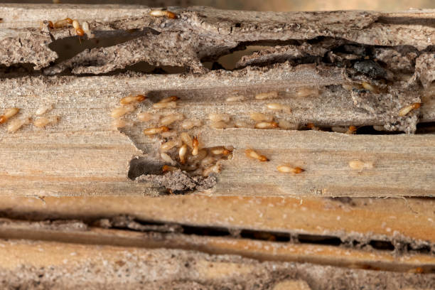 Best Ant Control Services  in Ocilla, GA