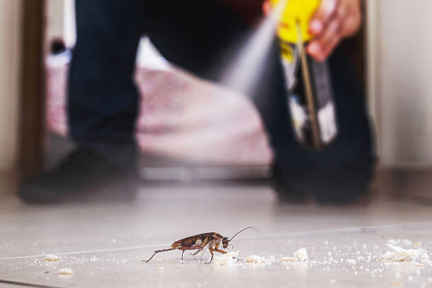 Best Spider Control Near Me  in Ocilla, GA